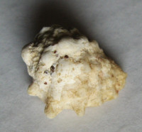 Drupa elegans 3)  Broderip & Sowerby, 1829